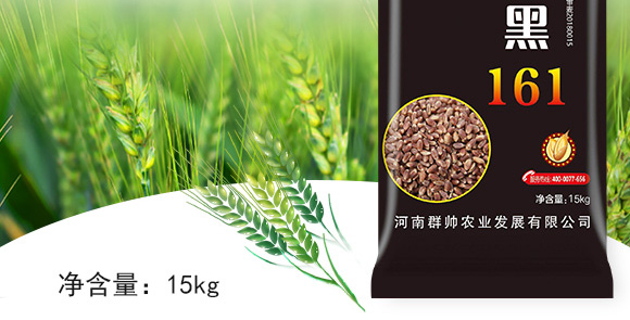 運黑161-黑小麥種子