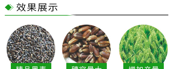 運黑161-黑小麥種子