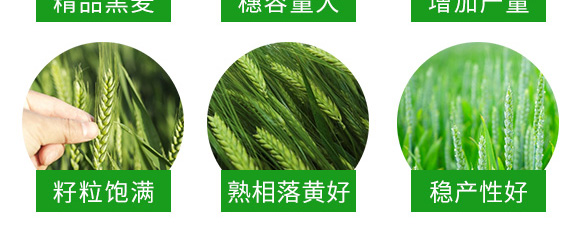 運黑161-黑小麥種子