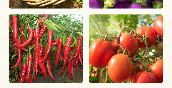 農(nóng)用微生物菌劑(一號菌)-五道豐 農(nóng)用微生物菌劑(一號菌)-五道豐