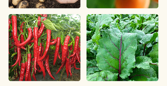 高抗1號菌(農(nóng)用微生物菌劑)-五道豐 高抗1號菌(農(nóng)用微生物菌劑)-五道豐