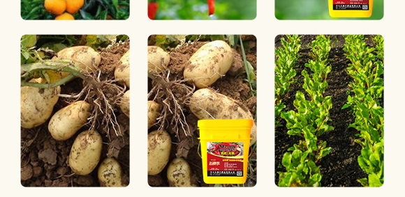 高抗1號菌(農(nóng)用微生物菌劑)-五道豐 高抗1號菌(農(nóng)用微生物菌劑)-五道豐