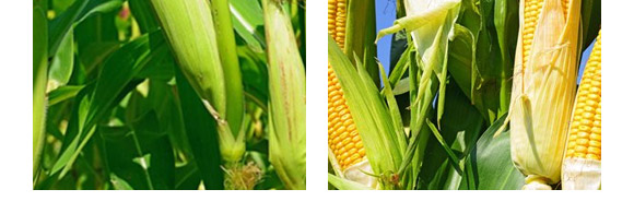 ���168-���׷N��-��ɷN�I(y��)