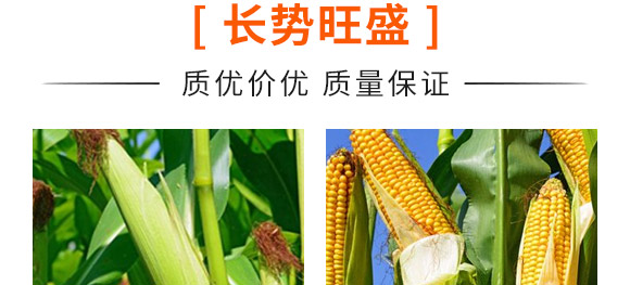 佳華909-玉米種子-天成種業(yè) 佳華909-玉米種子-天成種業(yè)