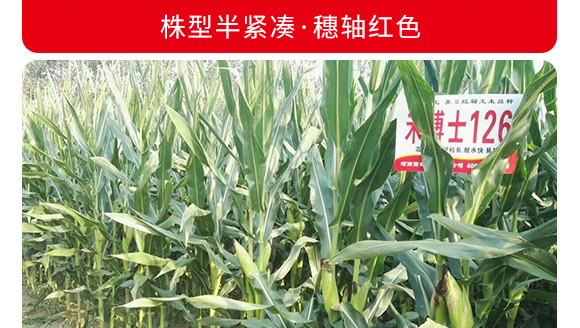 禾博士126-玉米種子-商都種業(yè) 禾博士126-玉米種子-商都種業(yè)