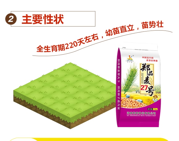 鄭品麥27號-小麥種子-邦邦種業(yè) 鄭品麥27號-小麥種子-邦邦種業(yè)