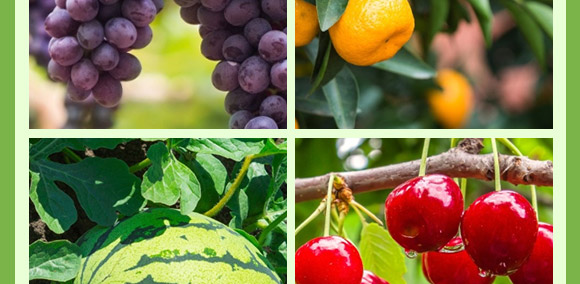 含腐植酸水溶肥料(生根膨果型)-俊果-中農(nóng)可信 含腐植酸水溶肥料(生根膨果型)-俊果-中農(nóng)可信