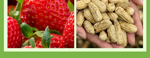 含腐植酸水溶肥料(生根膨果型)-俊果-中農(nóng)可信 含腐植酸水溶肥料(生根膨果型)-俊果-中農(nóng)可信