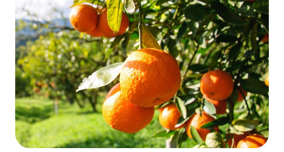 �ͺ�΢�������-������2�|/�ˣ�-�F�컯