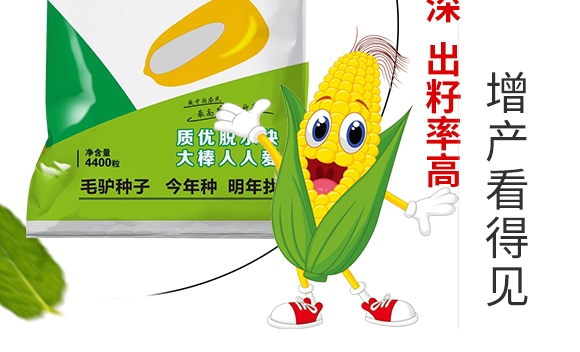 金毛驢匯豐1518-玉米種子-豫穗農(nóng)業(yè) 金毛驢匯豐1518-玉米種子-豫穗農(nóng)業(yè)