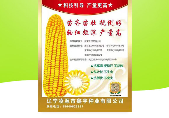 美單337-玉米種子-中科正高 美單337-玉米種子-中科正高