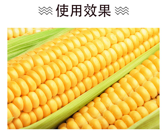 美單337-玉米種子-中科正高 美單337-玉米種子-中科正高