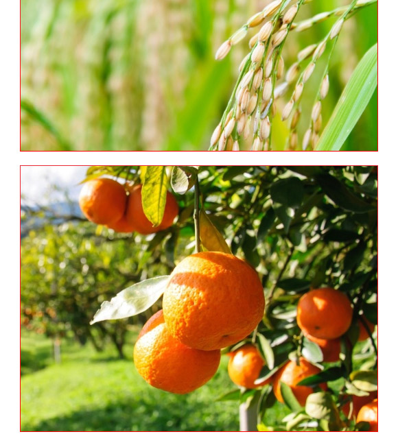 礦源黃腐酸氮肥-黑金旺-復(fù)寶作物 礦源黃腐酸氮肥-黑金旺-復(fù)寶作物