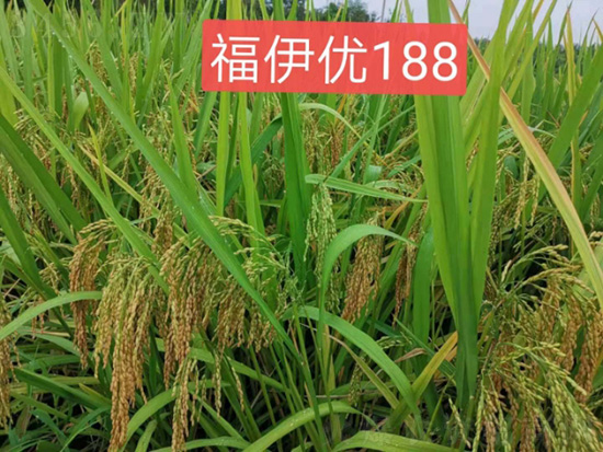 福伊優(yōu)188(500g)-水稻雜交種-福華高科 福伊優(yōu)188(500g)-水稻雜交種-福華高科