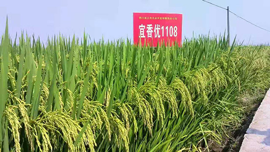 宜香優(yōu)1108-水稻雜交種-福華高科 宜香優(yōu)1108-水稻雜交種-福華高科