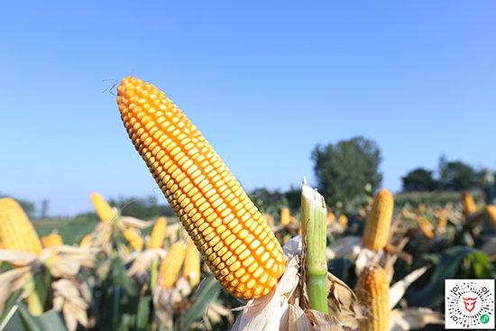 商道909玉米雜交種-小矮墩-商道種業(yè) 商道909玉米雜交種-小矮墩-商道種業(yè)