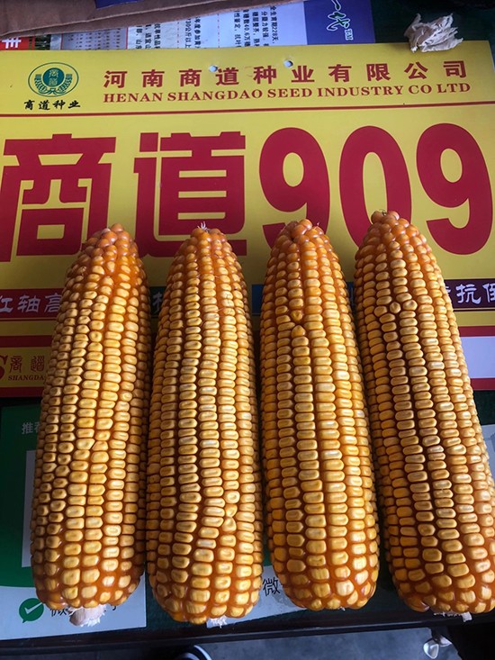 商道909玉米雜交種-小矮墩-商道種業(yè) 商道909玉米雜交種-小矮墩-商道種業(yè)