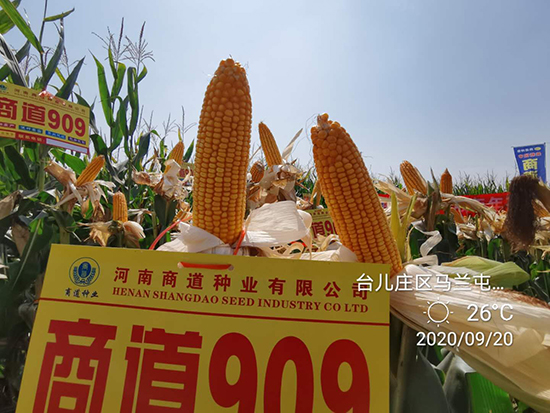 商道909玉米雜交種-小矮墩-商道種業(yè) 商道909玉米雜交種-小矮墩-商道種業(yè)
