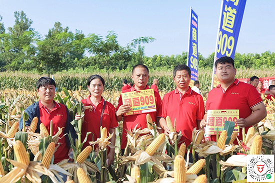 商道909玉米雜交種-小矮墩-商道種業(yè) 商道909玉米雜交種-小矮墩-商道種業(yè)