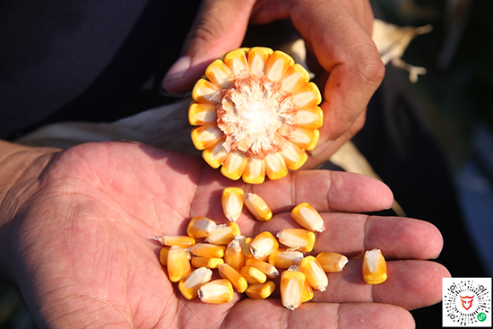 商道909玉米雜交種-小矮墩-商道種業(yè) 商道909玉米雜交種-小矮墩-商道種業(yè)