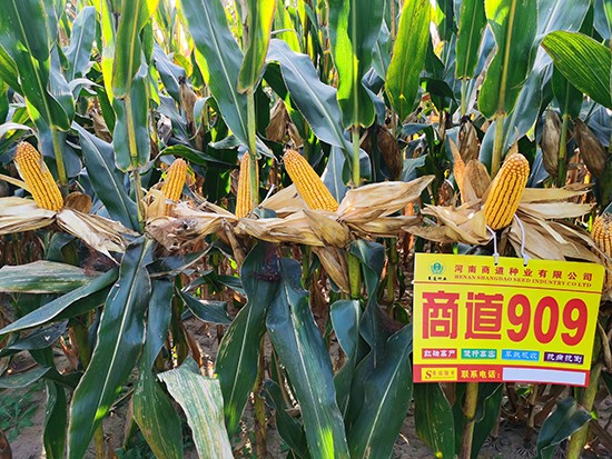 商道909玉米雜交種-小矮墩-商道種業(yè) 商道909玉米雜交種-小矮墩-商道種業(yè)