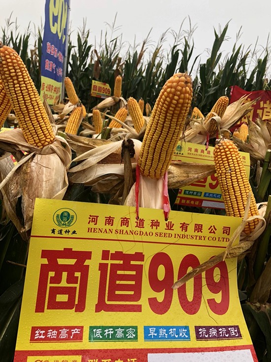 商道909玉米雜交種-小矮墩-商道種業(yè) 商道909玉米雜交種-小矮墩-商道種業(yè)