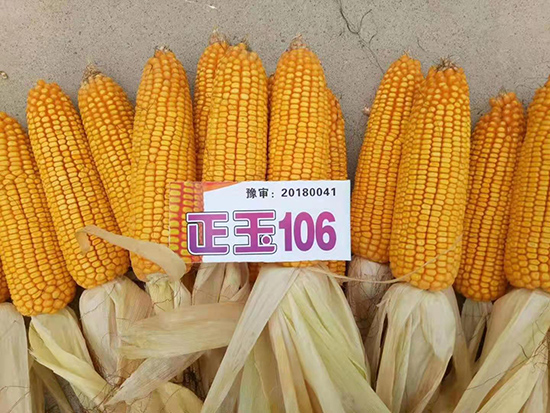 正玉106-玉米種子-豫鑫博 正玉106-玉米種子-豫鑫博