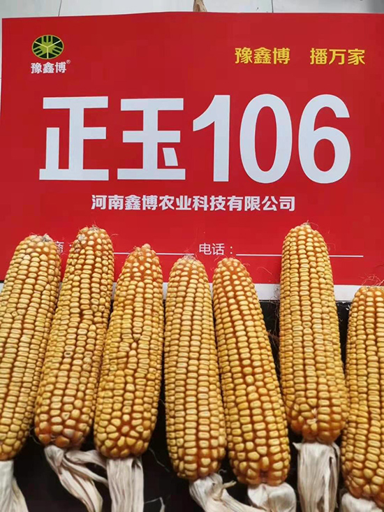正玉106-玉米種子-豫鑫博 正玉106-玉米種子-豫鑫博