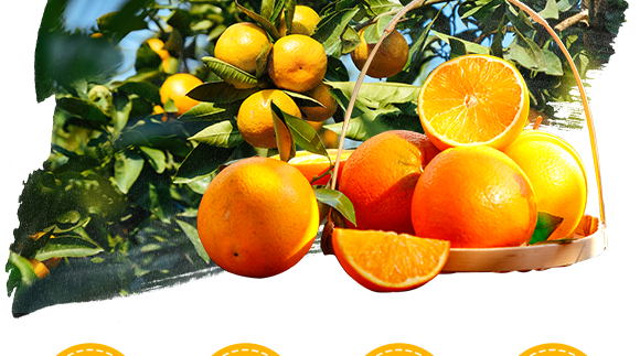 鏂扮枂涓壒鐓よ厫妞嶉吀鏈夐檺鍏徃_06.png 鏂扮枂涓壒鐓よ厫妞嶉吀鏈夐檺鍏徃_06.png