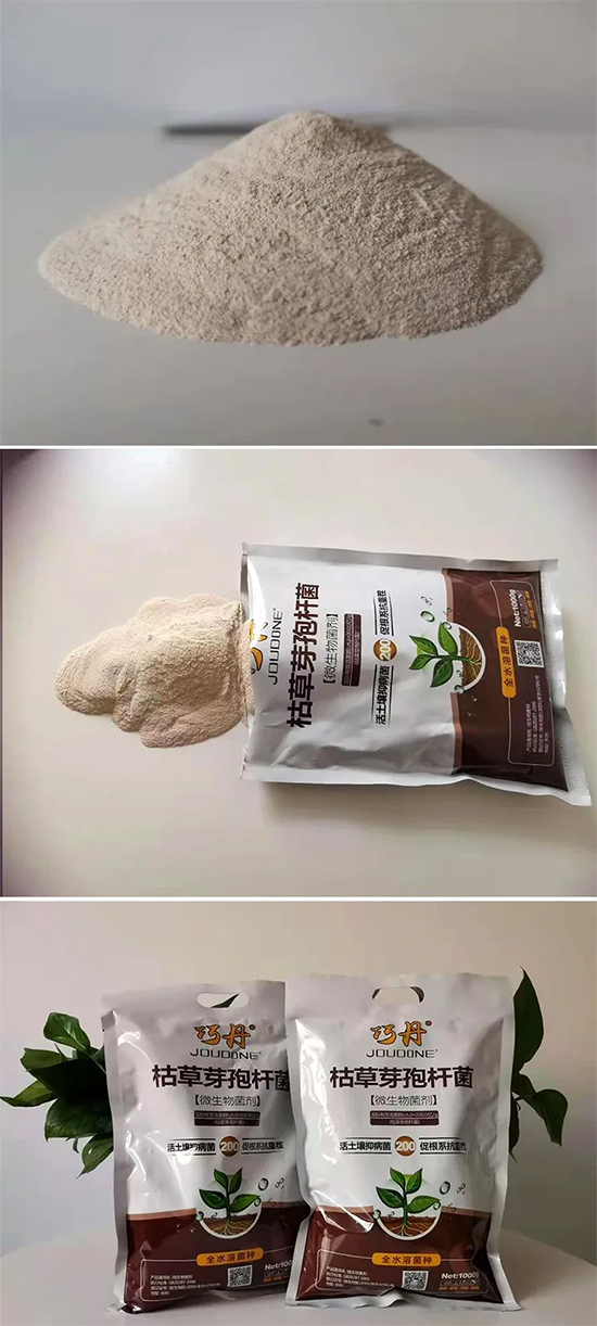 枯草芽孢桿菌-巧丹-萬瑞谷德 枯草芽孢桿菌-巧丹-萬瑞谷德