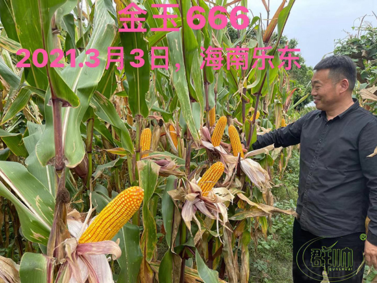 ����666-���׷N��-Ⱥ��