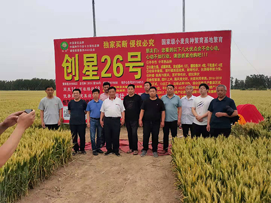創(chuàng)星26號(hào)-小麥種子-國(guó)科農(nóng)業(yè) 創(chuàng)星26號(hào)-小麥種子-國(guó)科農(nóng)業(yè)