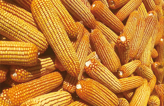 0b1c630592d4e0f150a0a4bdeea74b2e_.jpg 0b1c630592d4e0f150a0a4bdeea74b2e_.jpg