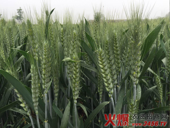 ���ϳ����N�I(y��)���޹�˾