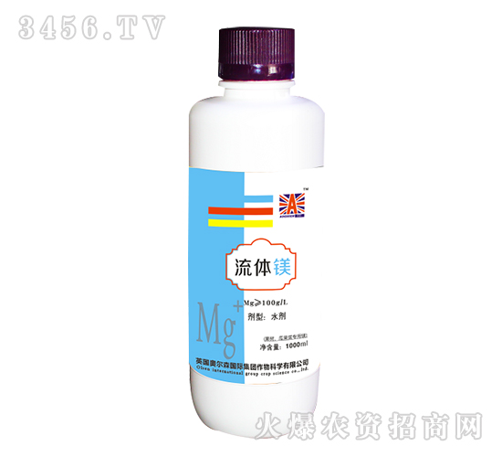 ���w�V-Ӣ���W��ɭ