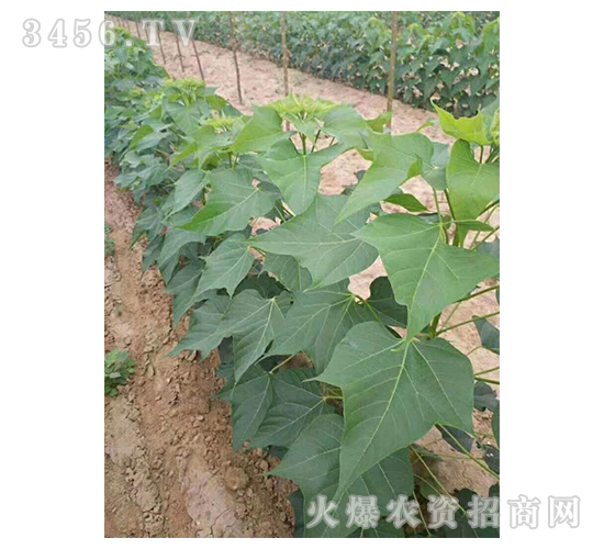 2020��鱘�(sh��)ӆ�λ����(xi��ng)Ŀ7