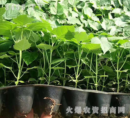 2020��鱘�ӆ�λ����Ŀ4