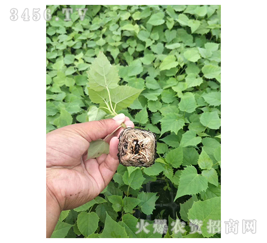 2020��鱘�ӆ�λ����(xi��ng)Ŀ3