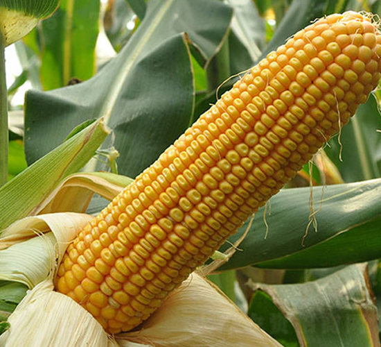 �|��112-���׷N��-�|��