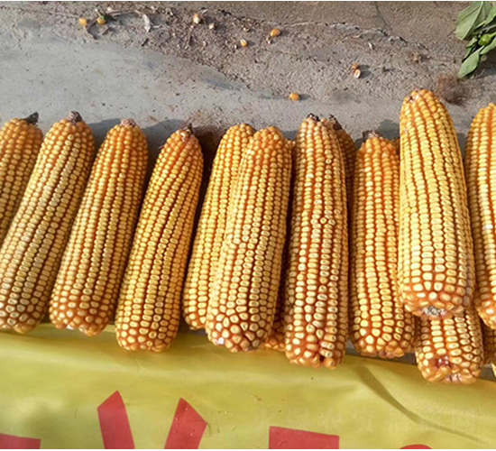 �|��507-���׷N��-�|��