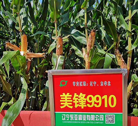 ���h9910-���׷N��-�|��