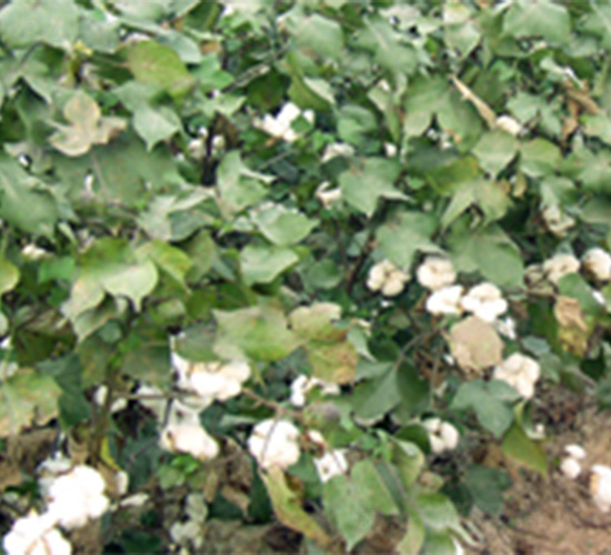 ���N��169-�޻��N��-���N