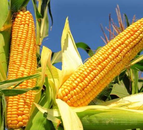 ɽ�r(n��ng)202-���׷N��-��Դ�N�I(y��)