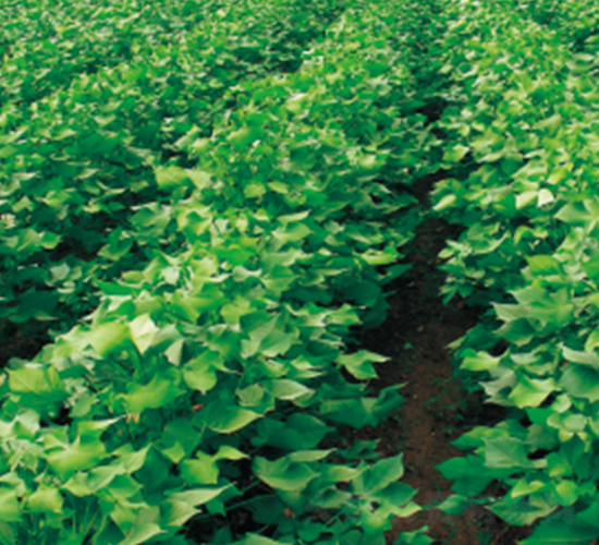 ���s��3̖(h��o)-�޻��N��-��(chu��ng)���N�I(y��)