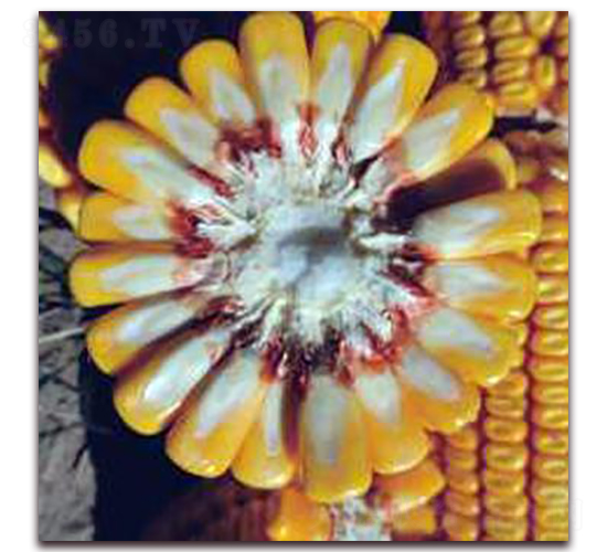 �Ǻ�605-���׷N��-�����r(n��ng)