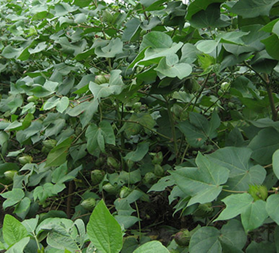 ���r(n��ng)6̖-�޻��N��-���r(n��ng)���S