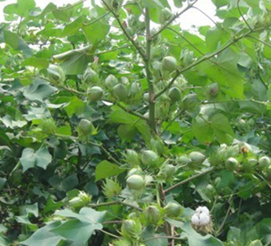 ���r(n��ng)��0815-�޻��N��-���r(n��ng)���S