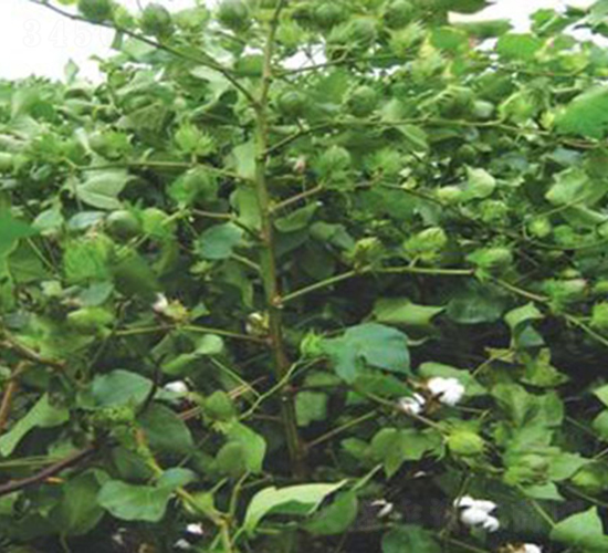 ����2̖-�޻��N��-���r(n��ng)���S