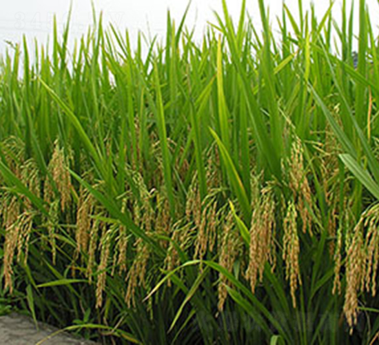 �189̖(h��o)-ˮ���N��-���r(n��ng)���S