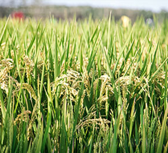 ���\(y��n)��80-ˮ���N��-���r(n��ng)���S